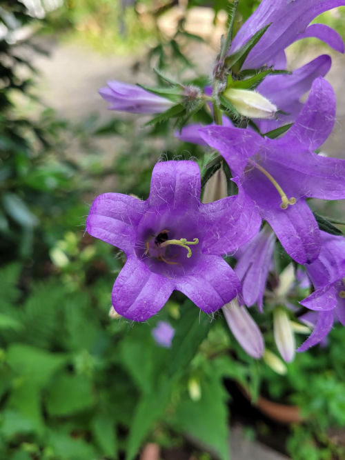 Blume