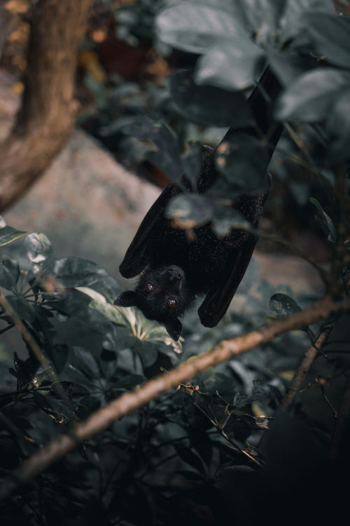 Zu sehen ist eine Fledermaus