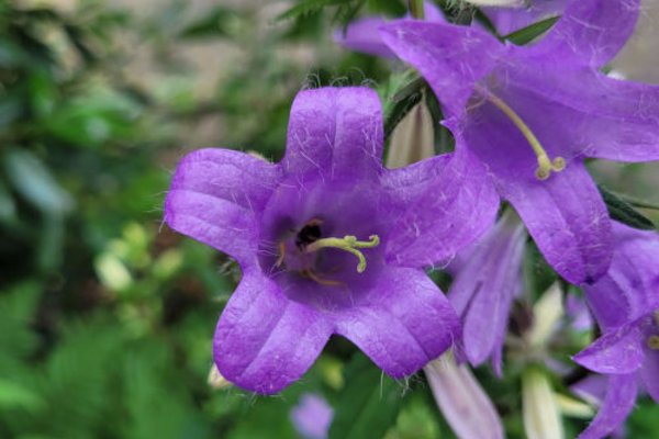Blume
