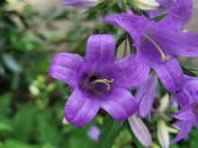 Blume