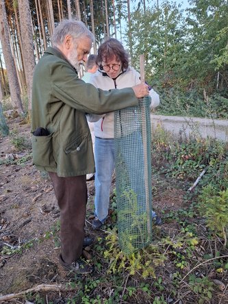 Geschützter Jungbaum wird von zwei Besuchenden begutachtet.