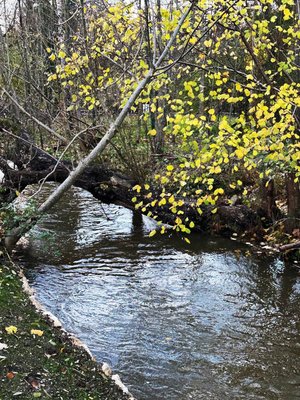 Zu sehen ist der Starzelbach und üppiger Uferbewuchs