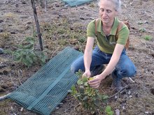 Frau Ottmann zeigt einen Jungbaum.