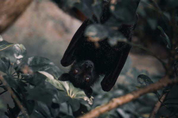 Zu sehen ist eine Fledermaus