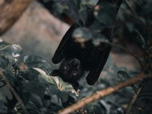 Zu sehen ist eine Fledermaus